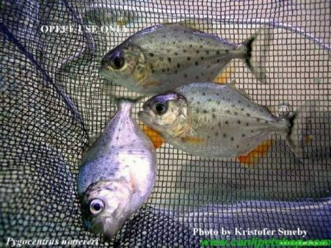 Pirana natteri etcil 1 adet 4-5 cm orjinal