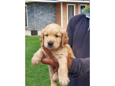 Ruhsatli çiflikten özel golden retriever yavrulari 