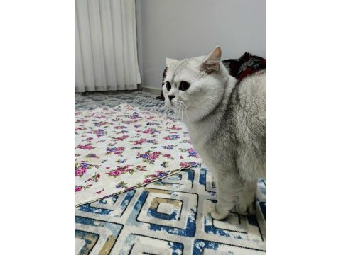 Yakışıklı oğlumuza dişi eş aranıyor british shorthair
