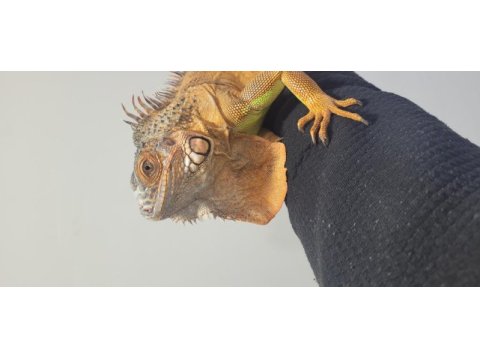Kırmızı iguana çipli