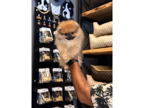 Mersin pomeranian boo