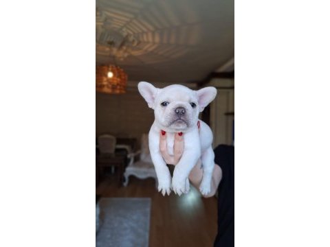 Renk renk french bulldog bebekler