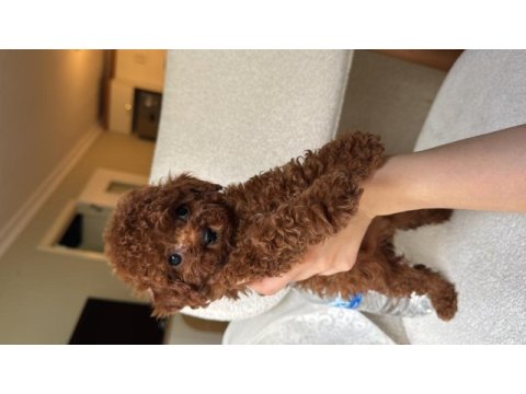 Orijinal tea cup teddy surat ev bakımlı poodle
