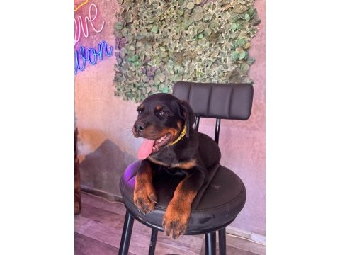 A kalite rottweiler yavrular