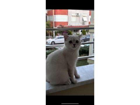 4 aylık british shorthair bütün malzemeleri ile verilecek
