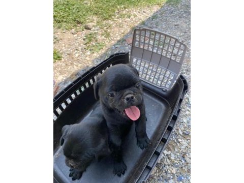 Pug yavrular
