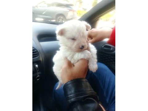 Maltese terrier yavruları