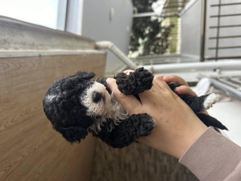 Maltipoo yavrular