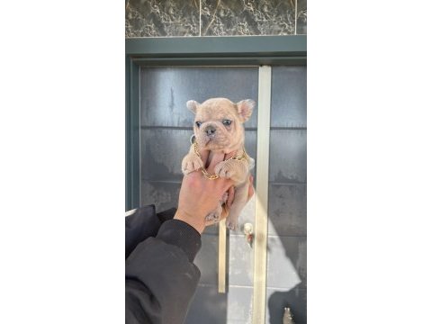 3 kardeş köpekler sahada makineler hazır hızlı çeken kazanır