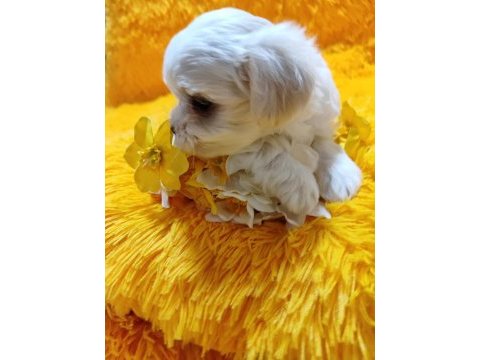 Maltese terrier adrese teslim, kapıda ödeme yapabilirsiniz