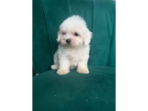 Kore maltese 1 dişi ve 5 erkek