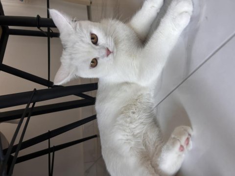 6 aylık dişi british shorthair