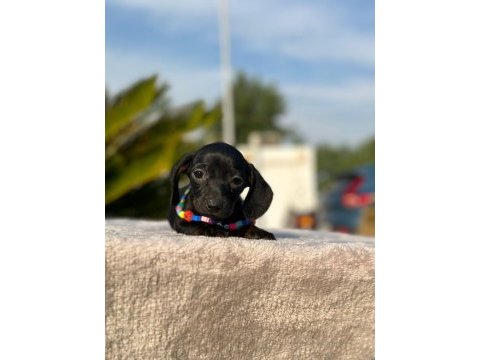 Show kalite sosis köpeği yavruları