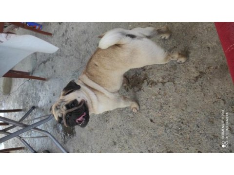 Çok tatlı pug