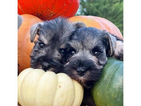 Fcı secereli miniatute schnauzer yavruları