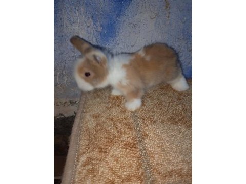 Teddy lop tavşanı yavrular mavi goz