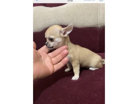 Tatlış insan delisi bir chihuahua kız