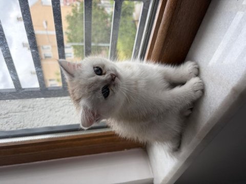 Ocean blue prenses british shorthair