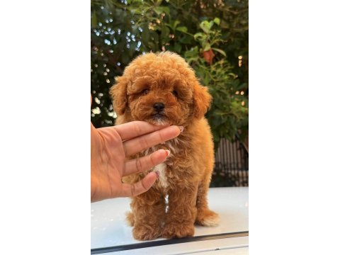 Red maltipoo dişi teddy surat