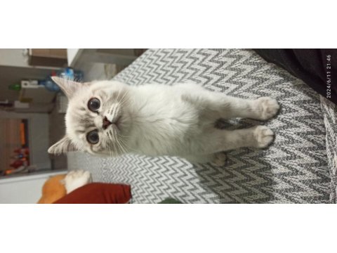 3 aylık mavi gözlü iki adet blue point british shorthair