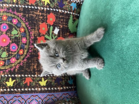 Gri ayı kafa yavru british shorthair