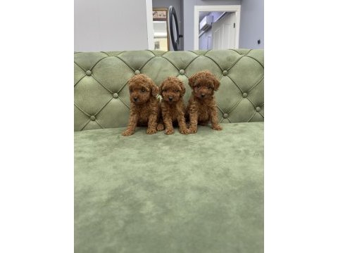 Tea cup ve toy boy da red brown kore poodle yavrularımız