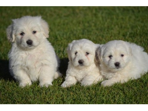 Maltese terrier 0 numara orjınal ırk