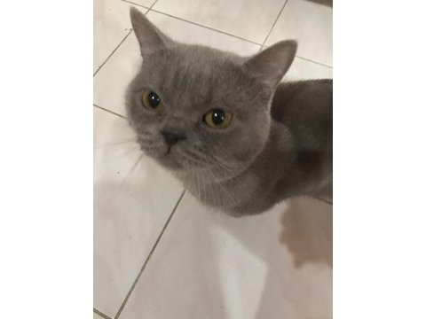 19 aylık her şeyi tam british shorthair gri renk