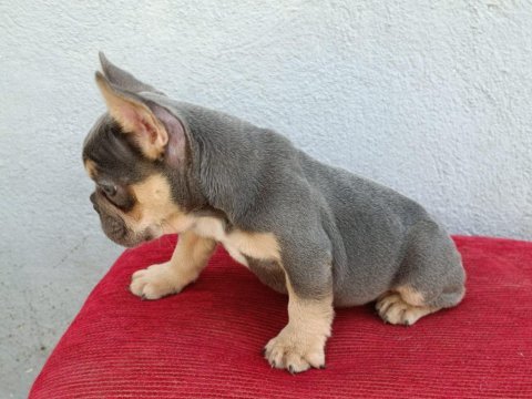 Üst düzey exotic french bulldog yavrumuz