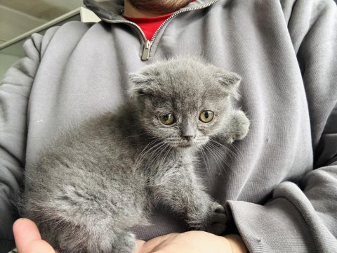 Irk garantili scottish fold