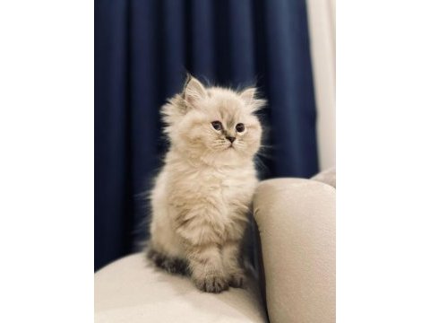 Safkan iran chinchilla bebeklerimiz
