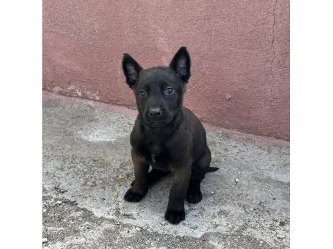 Yurtdışı kan hattı belçika malinois yavrular