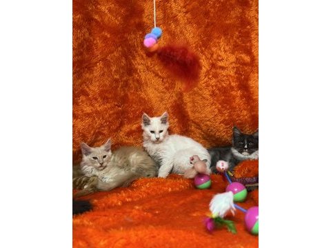 Beyaz maine coon kedimiz