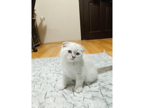 2 aylık scottish fold yavrumuz erkek bakımlı