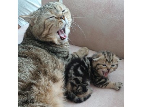 2 aylık scottish fold dişi kedimiz yuva arıyor
