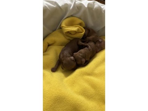 Yavru a kalite 2 dişi ve 1 erkek yavru poodle