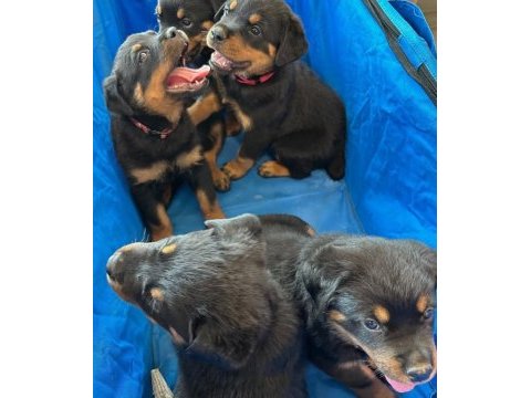 Evinizin yeni üyesi rottweiler kapıda ödeme vardır