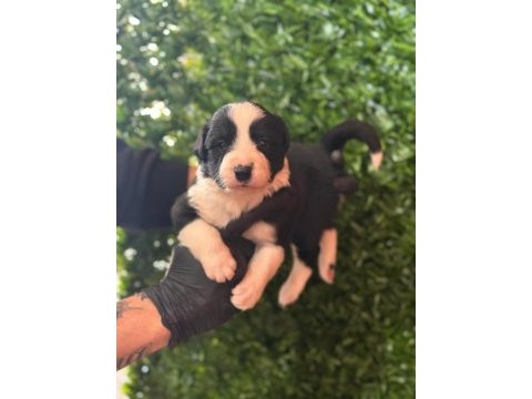En zeki arkadaş border collie