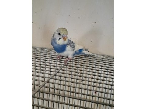 3 aylık harika renk kusursuz dişi muhabbet kuşu
