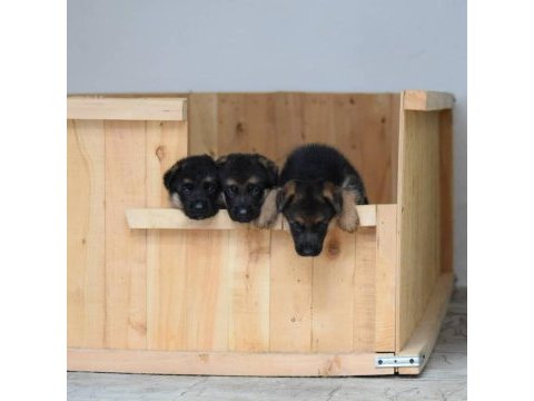 Alman çoban köpeği yavruları