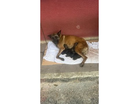 Simsiyah eğitimli anne babadan belçika kurdu yavrular