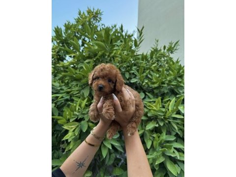 Saf kan yüksek kalite toy poodle yavrularımız