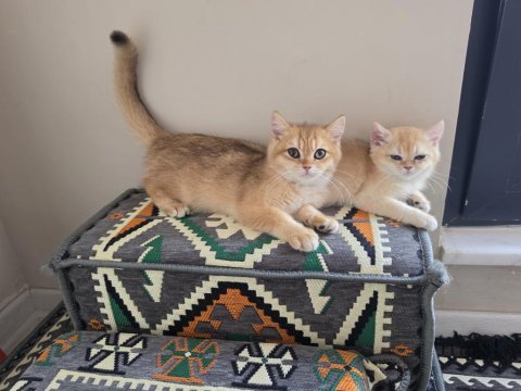 Safkan a kalite british shorthair golden yavrular