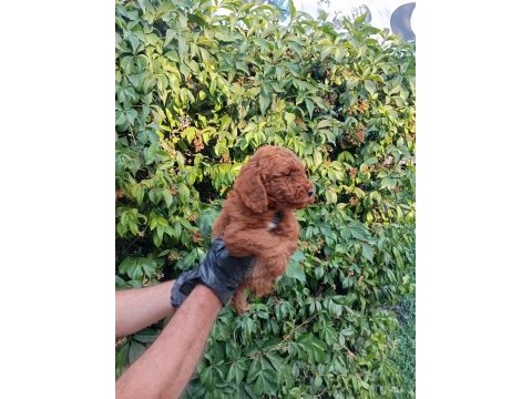 Irk ve sağlık garantili red brown poodle bebeklerimiz