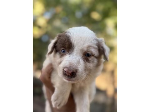 Üreticiden red merle blue merle border collıe