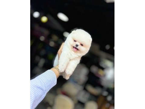 Teacup ayı surat pomeranian boo yavrularımız
