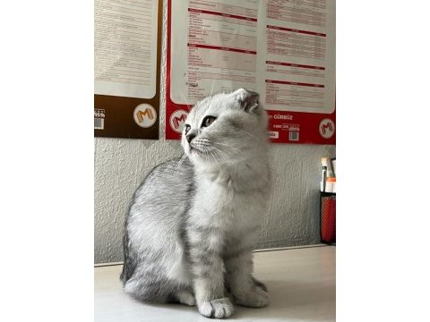 Sağlıklı scottish fold