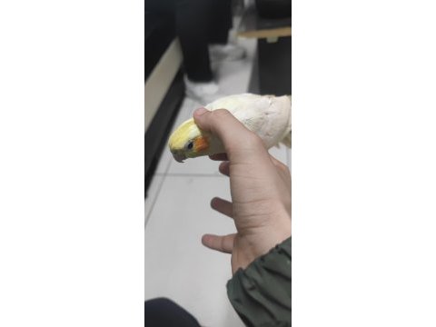 Splitli sultan papağanı