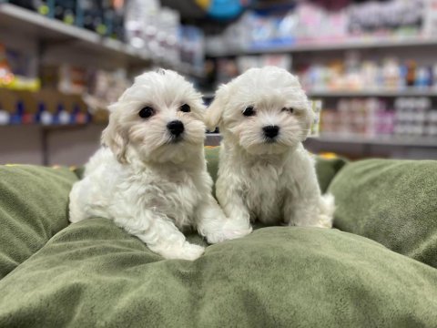 Bembeyaz gerçek ırk garantili kore maltese terrier