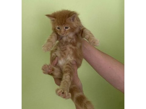 Maine coon erkek kırmızı